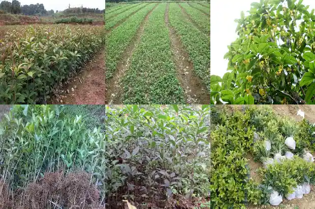 桂花种子种植前需要怎样浸泡才能发芽1687134362442