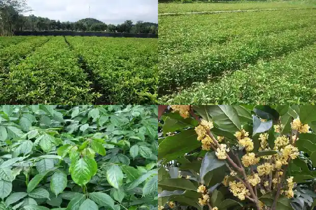 桂花可以跟茶叶一起泡吗1689577124250