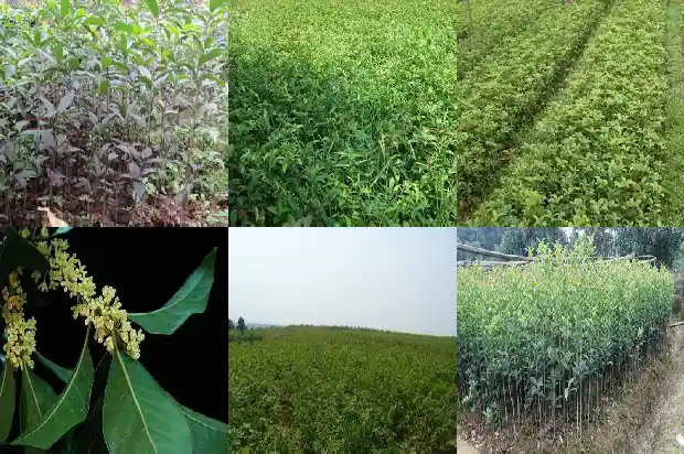 桂花种子种植前需要怎样浸泡才能发芽1687134362538