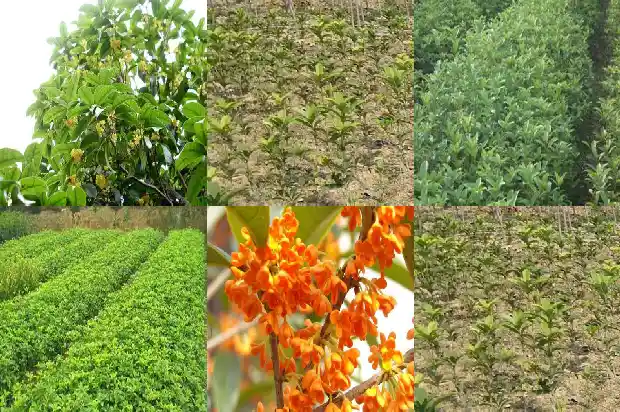 怎样让桂花种子发芽1687134382072