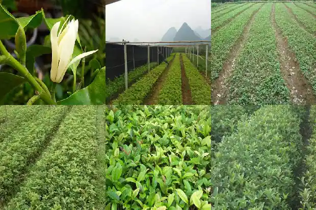 怎样让桂花种子发芽1687134382120