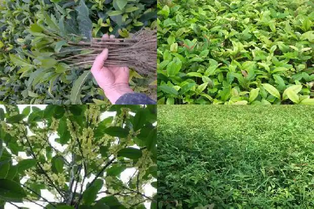 桂花种子种植技术要点1687134402949