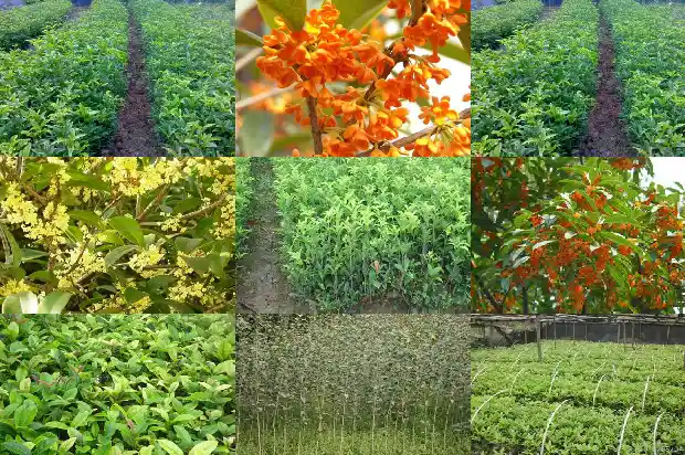 桂花种子种植技术要点1687134402996