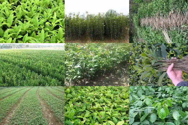 桂花种子种植技术要点1687134403042