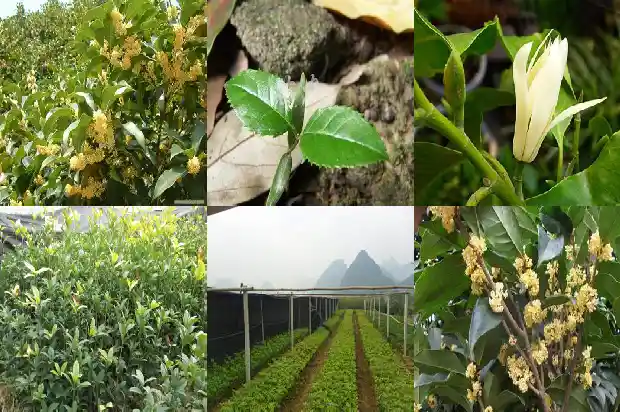 桂花树种子可以干嘛1687134425516
