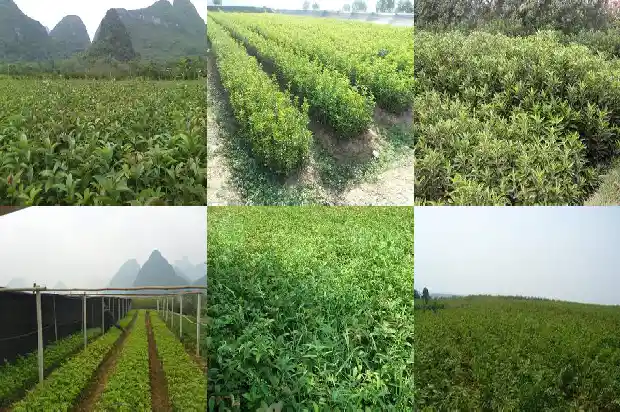 桂花树种子的药用功效是什么1687134446598