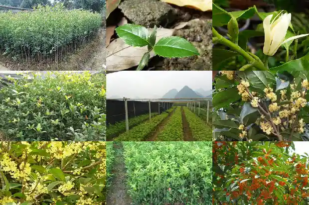 桂花树种子的药用功效是什么1687134446646