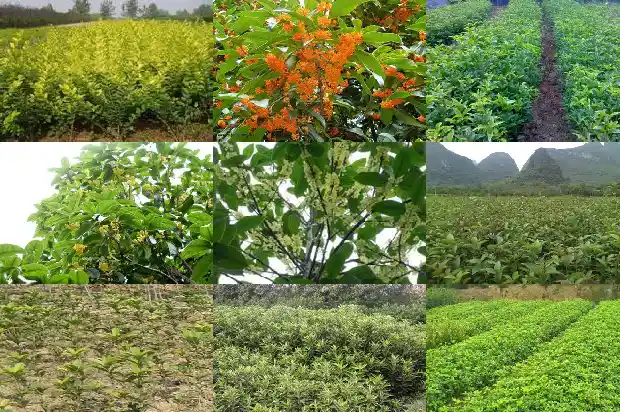 桂花树种子的药用功效是什么1687134446693
