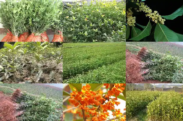 桂花树种子的药用功效是什么1687134446741