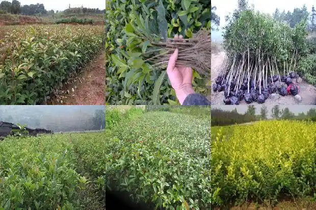 桂花树种子能吃么1687134470040