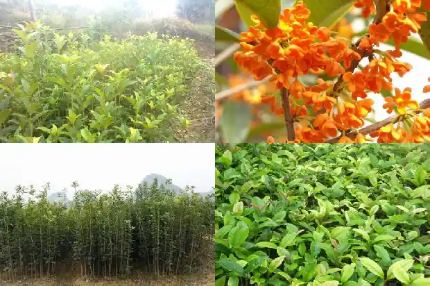 桂花树种子能吃么1687134470087
