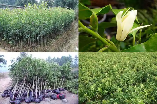 桂花种子可以吃吗1687134485367