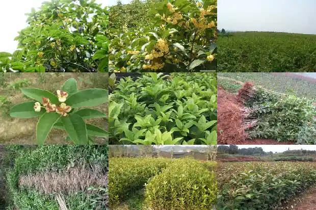 桂花树种子什么时候播种最好1687134506432