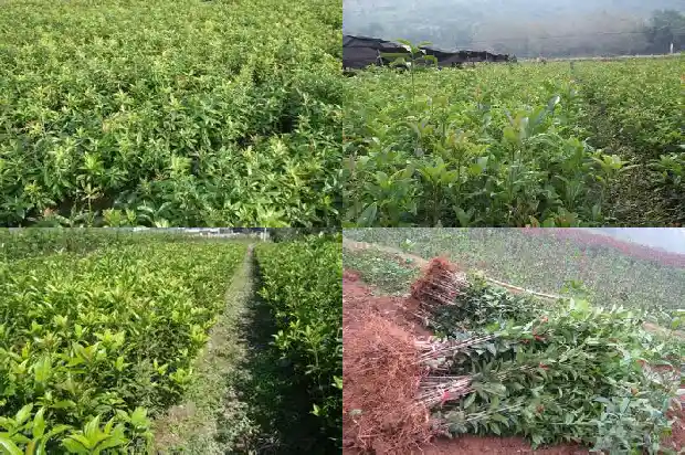 桂花树种子什么时候播种最好1687134506479