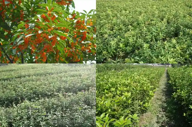 桂花树种子什么时候播种最好1687134506526