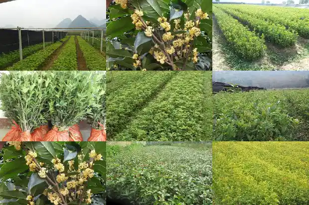 桂花树种子什么时候播种最好1687134506574