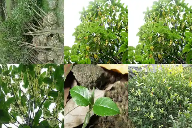 桂花树播种时间1687134523760