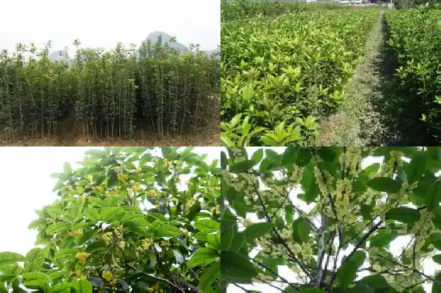 桂花树播种时间1687134523853