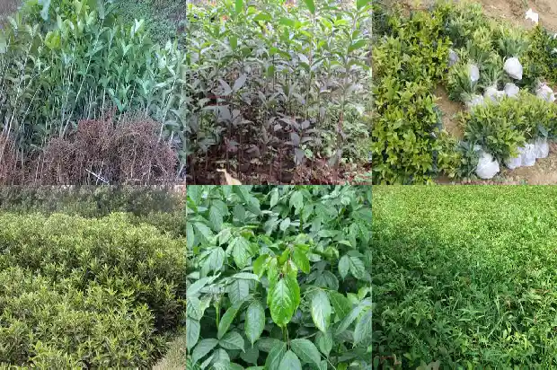 十二年的桂花树什么价格能砍成活1689726904225