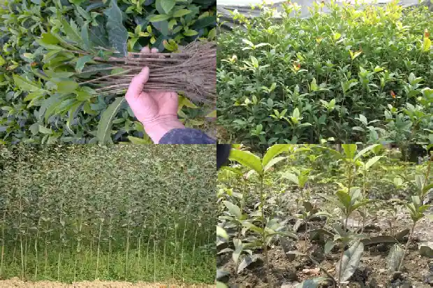桂花树种子育苗时间多长合适1687134548427