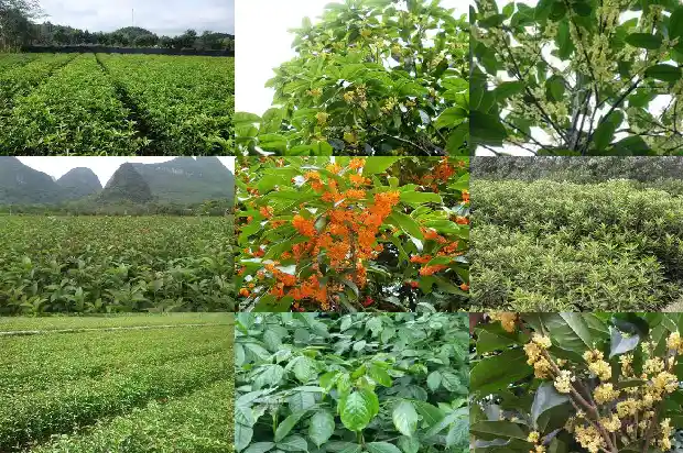 桂花树从种子到开花要多久1687134567459