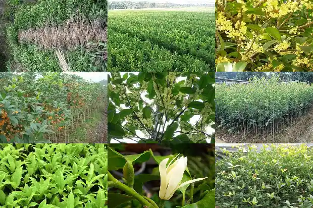 桂花树从种子到开花要多久1687134567507