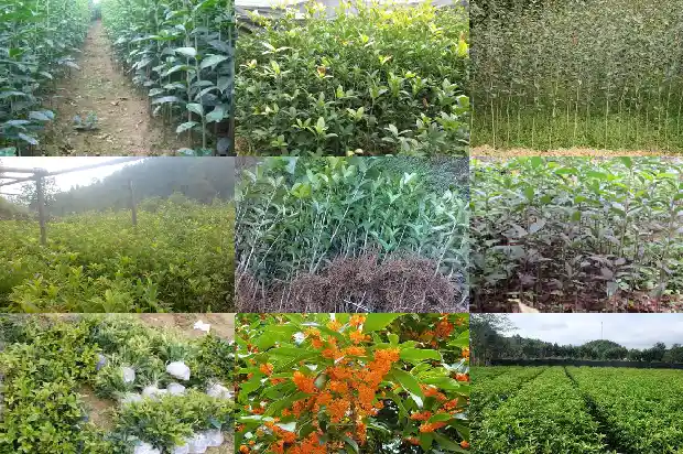 桂花树苗什么时候种好1687134586446
