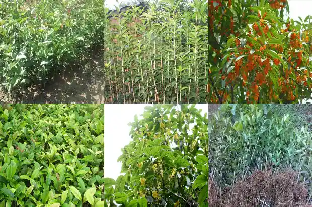 桂花树苗什么时候种好1687134586494