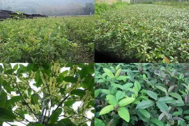 桂花树苗什么时候种好1687134586542