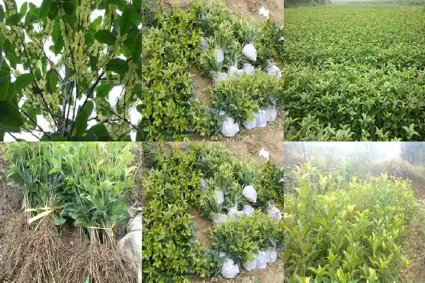桂花树种子什么时候采收1687134610067