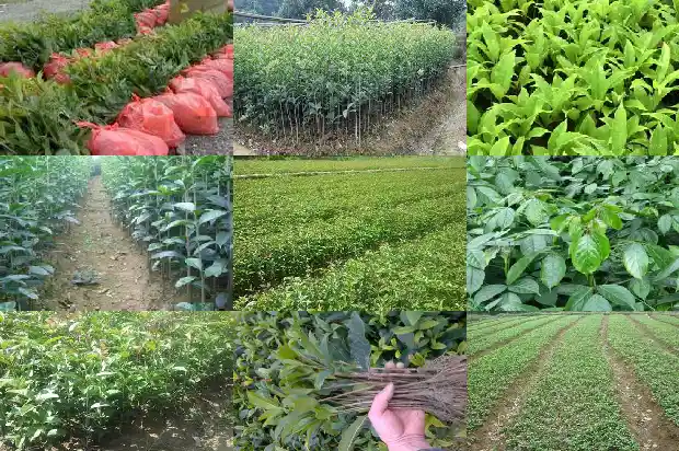 桂花树种子什么时候采收1687134610161