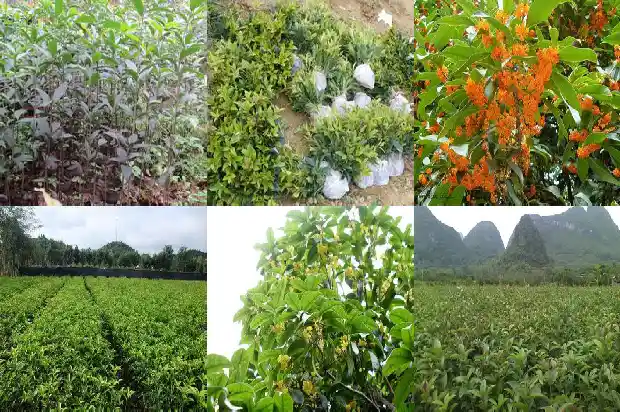 桂花树种子什么时候采收1687134610209