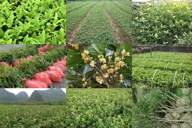 桂花树种子什么时候采收最好1687134629579