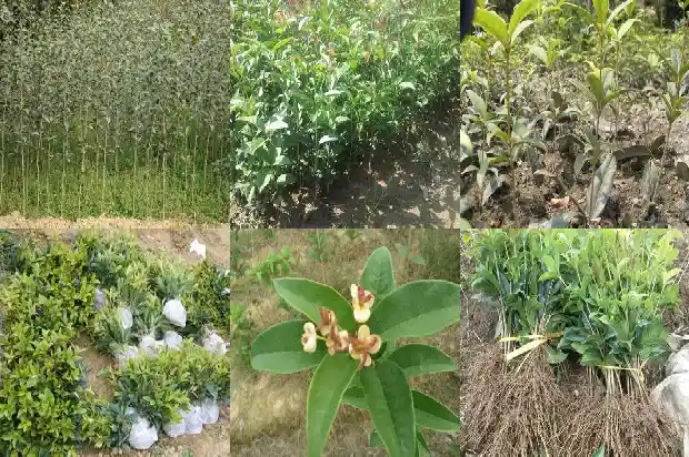 桂花树种子什么时候采收最好1687134629627