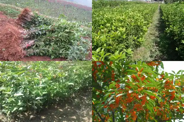 桂花树种子什么时候采收最好1687134629675