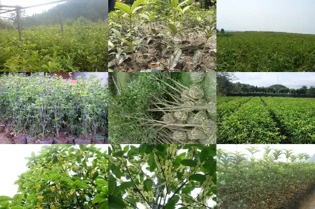 桂花树什么时候结种子1687134651588