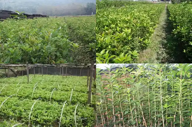 桂花树多高开花结果1690245091187
