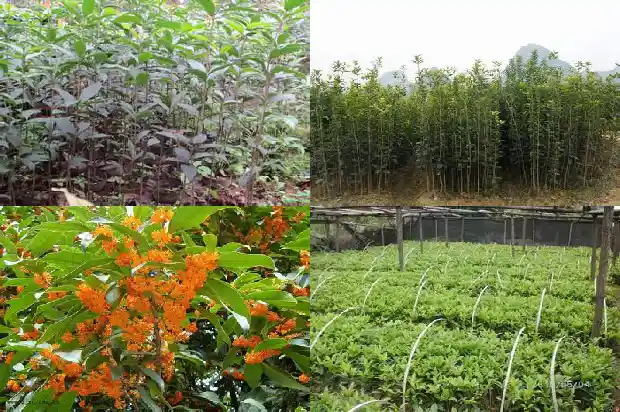 桂花树苗几月份栽好1687134672788