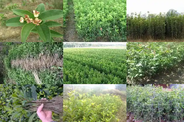 桂花树苗几月份栽好1687134672835