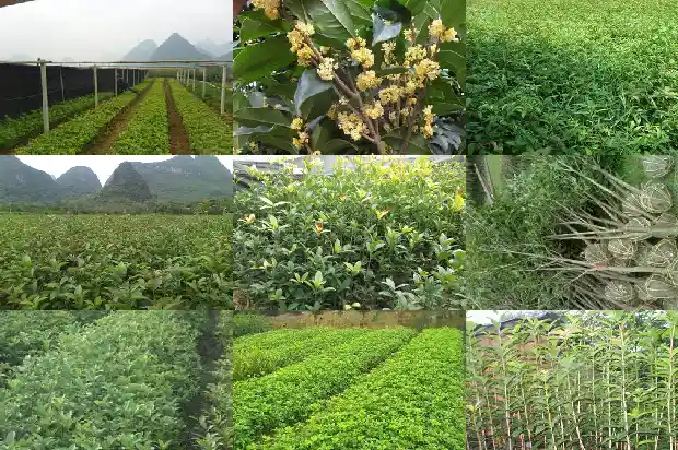 桂花树苗几月份栽好1687134672881