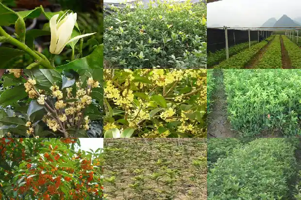 桂花树采购需求分析报告1687134689663