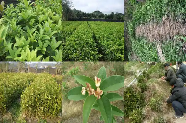 桂花树销售渠道介绍1687134706578