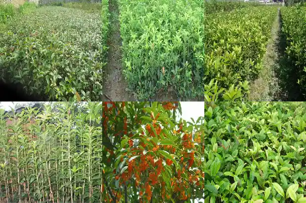 桂花树销售渠道介绍1687134706626