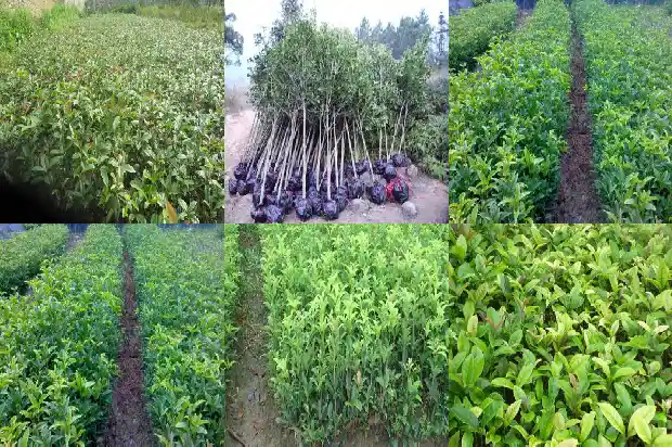 桂花树销售渠道介绍1687134706673