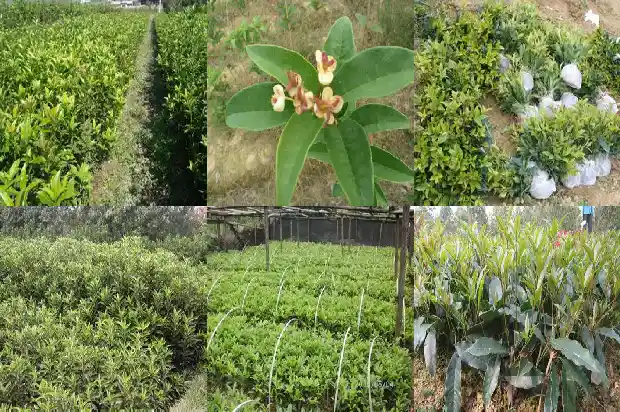 桂花树采购一般需要提什么要求的问题呢1687134730562