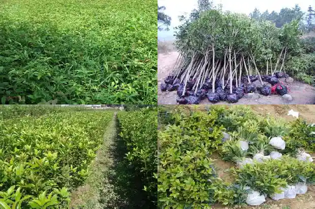 桂花树采购一般需要提什么要求的问题呢1687134730656