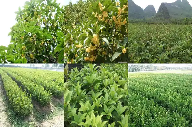怎么采桂花才不会影响桂花树结果1687134763020