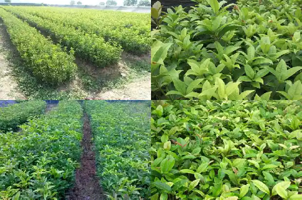 如何采摘桂花哪些桂花不能食用1687134780151