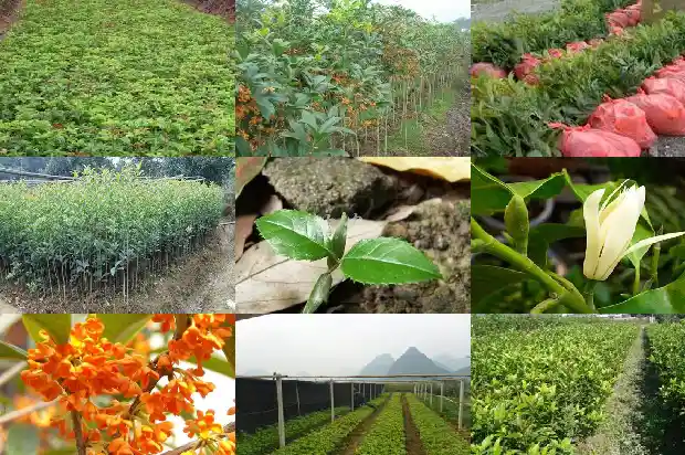 如何采摘桂花哪些桂花不能食用1687134780198
