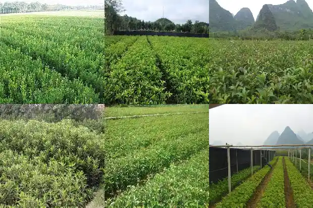 如何采摘桂花哪些桂花不能食用1687134780246